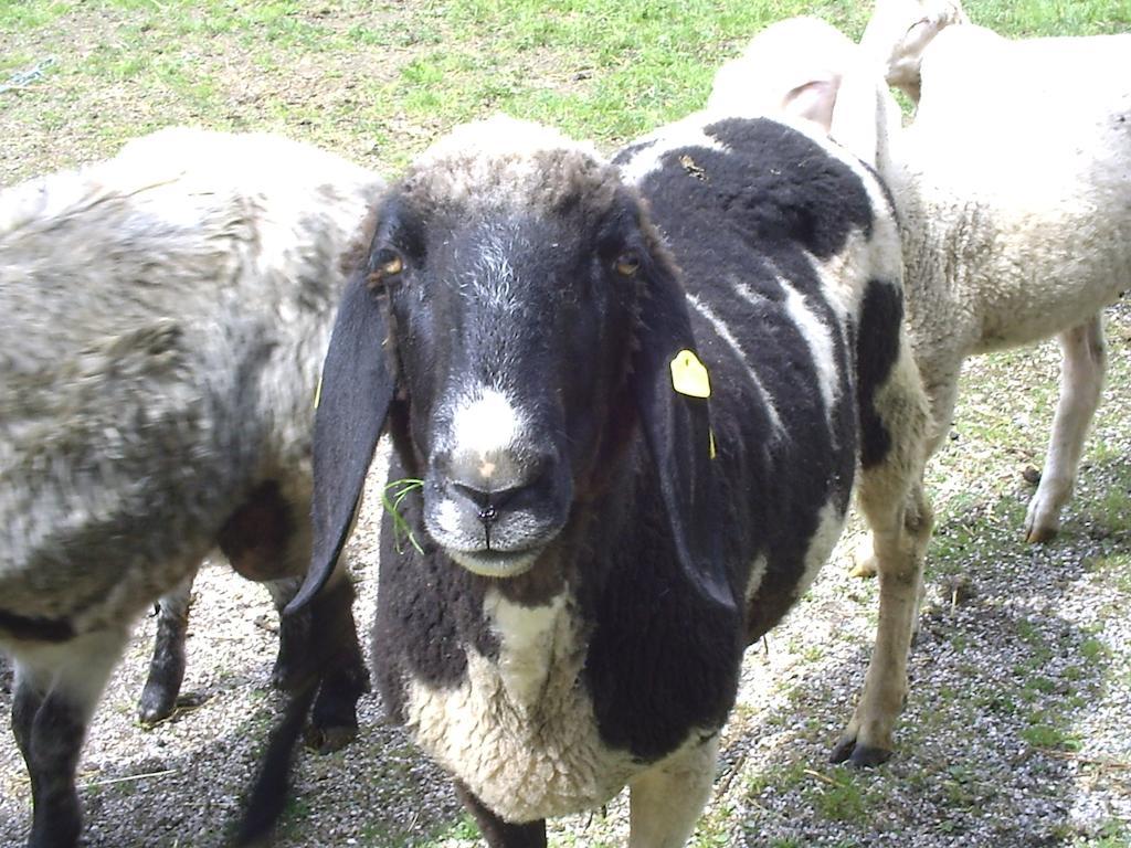 Appartamento Temelerhof Gries im Sellrain Esterno foto